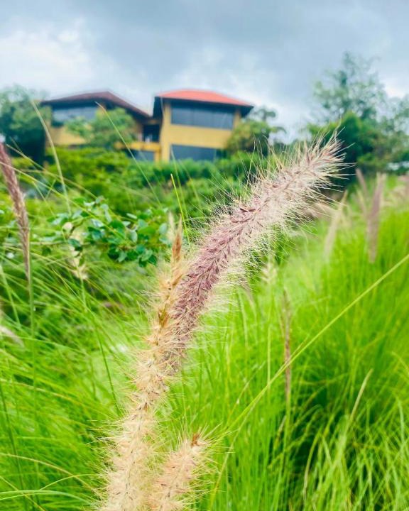 Wai Hotel | The Yellow Retreat