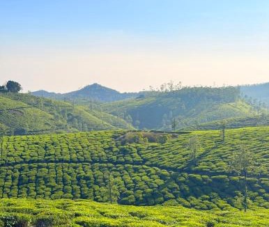 Pirmed House | Budget Appartments Thekkady