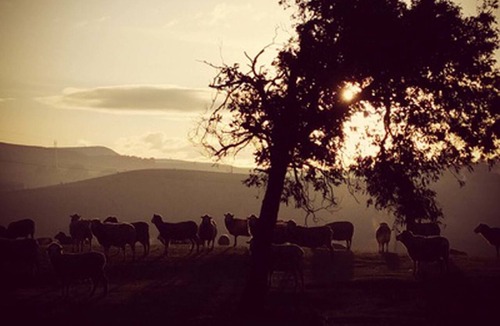 Hamilton Other | Curringa Farm