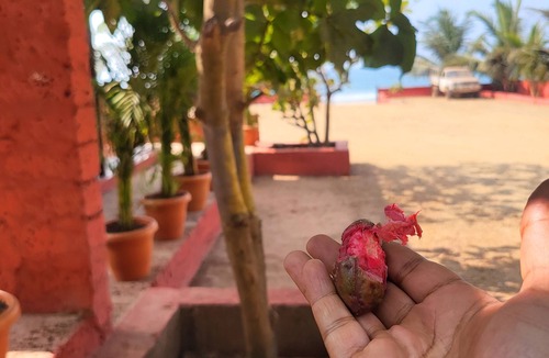 Ganpatipule Cottage | Private Beach attached Cozy Delux Cottages.