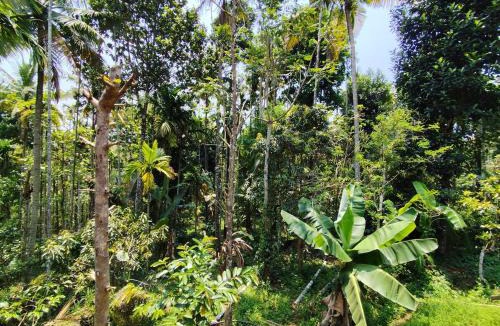 Sulthan Bathery Villa | Spice Garden Clove Villa