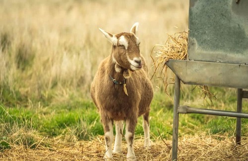 Monegeetta House | Tiny House Situated on a Brilliant Victoria Goat Farm