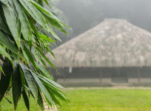 Bamboo Grove