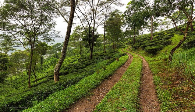 Ging Tea House in Darjeeling