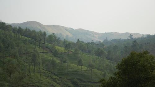 Golden Hillview Homestays