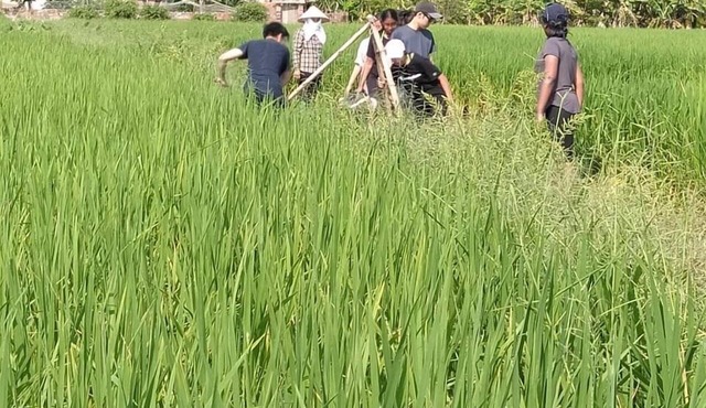 Paddy Home in Cam Pha
