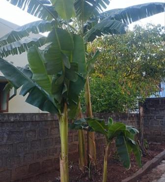 Visava budget friendly homestay