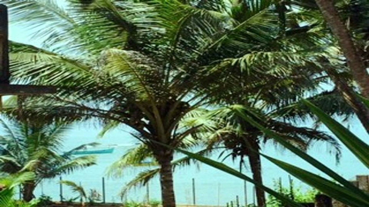 Photo of Others in Anjuna