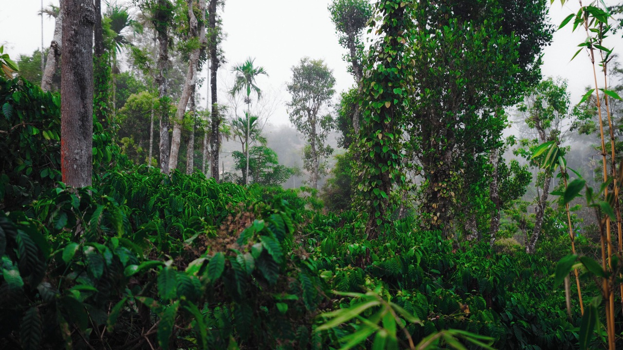 Photo of Outdoor in Kottappadi part