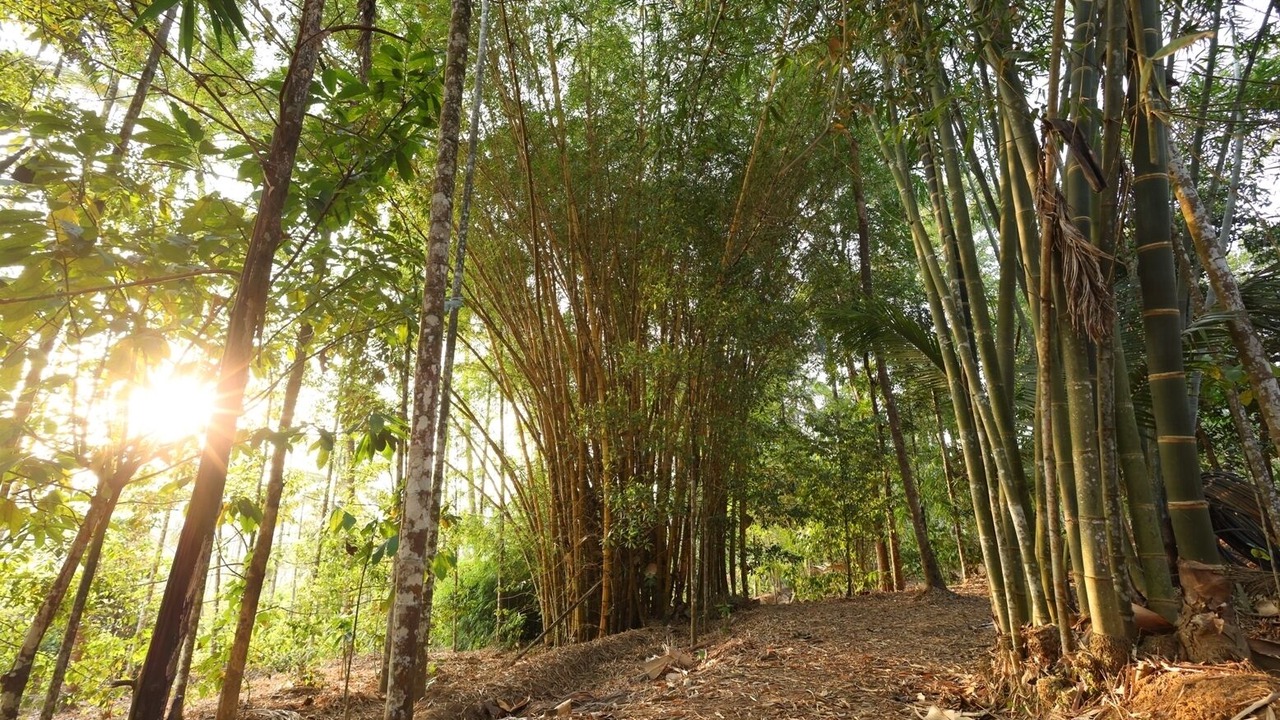 Photo of Outdoor in Panamaram