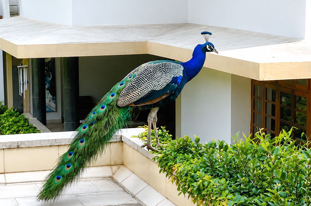 Photo of Patio Balcony in Koregaon Park
