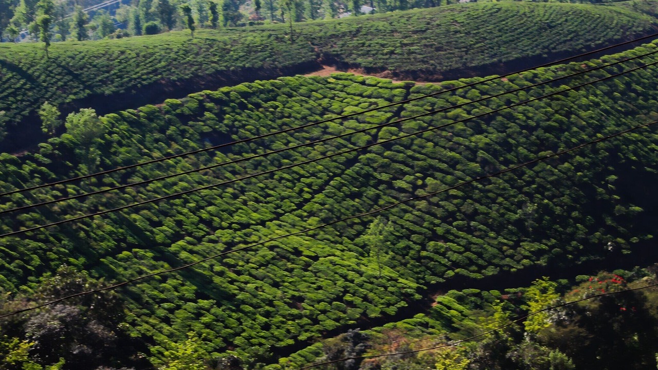 Photo of Outdoor in Mananthavady