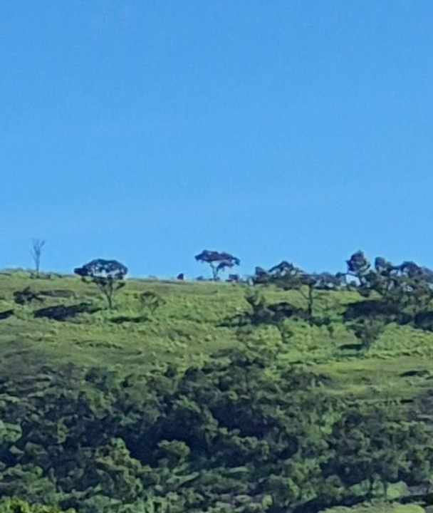 Photo of Others in Kodaikanal