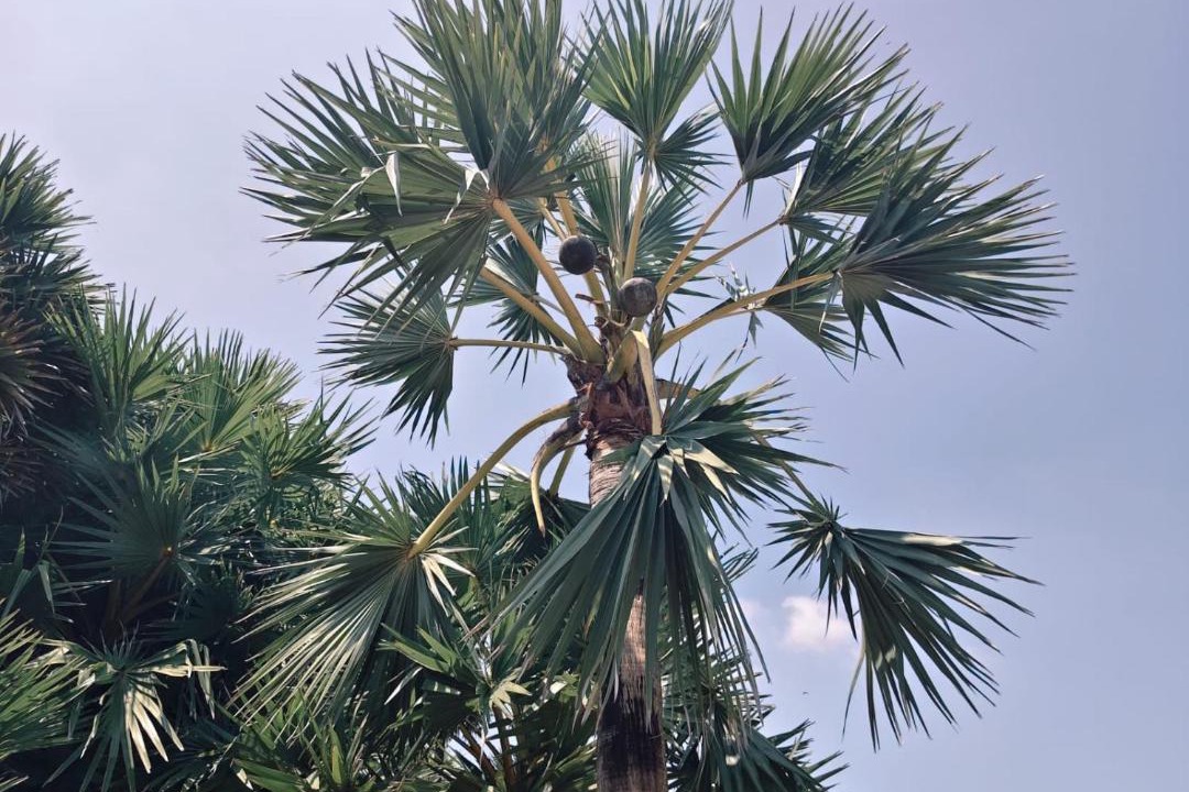 Photo of Others in Mudukulattur
