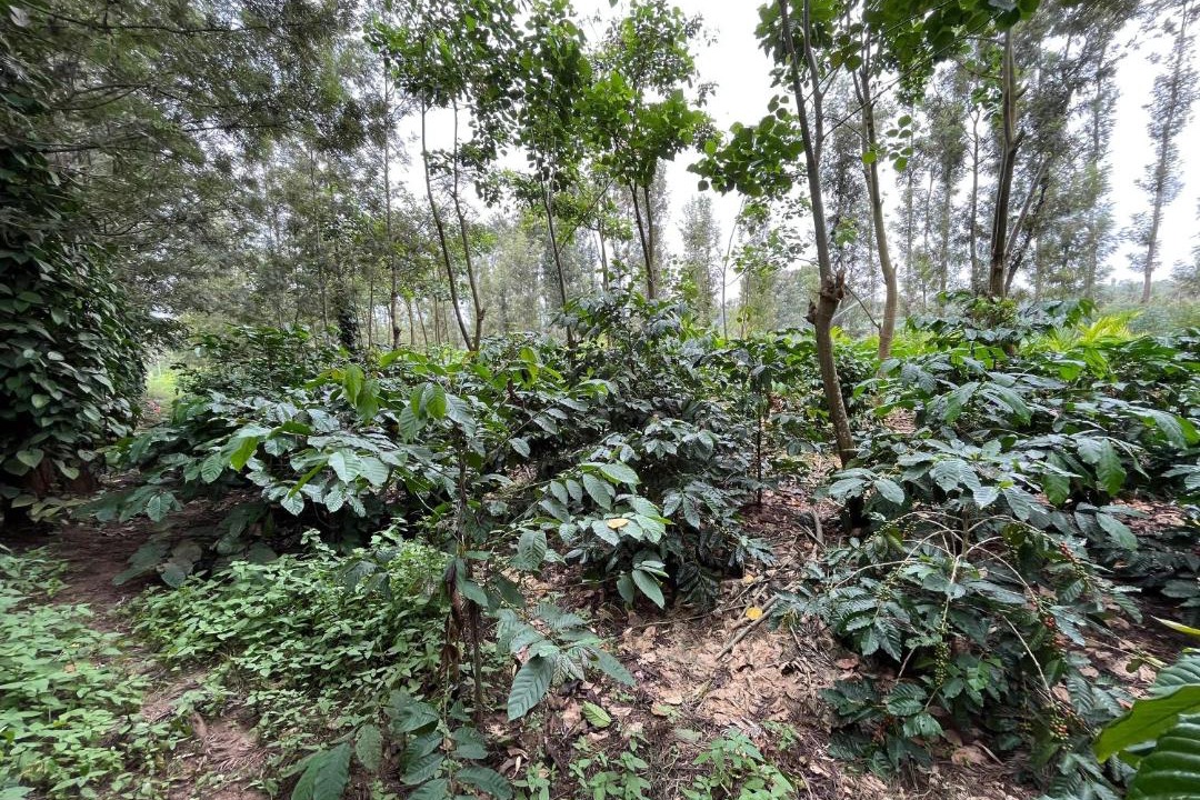 Photo of Others in Piriyapatna
