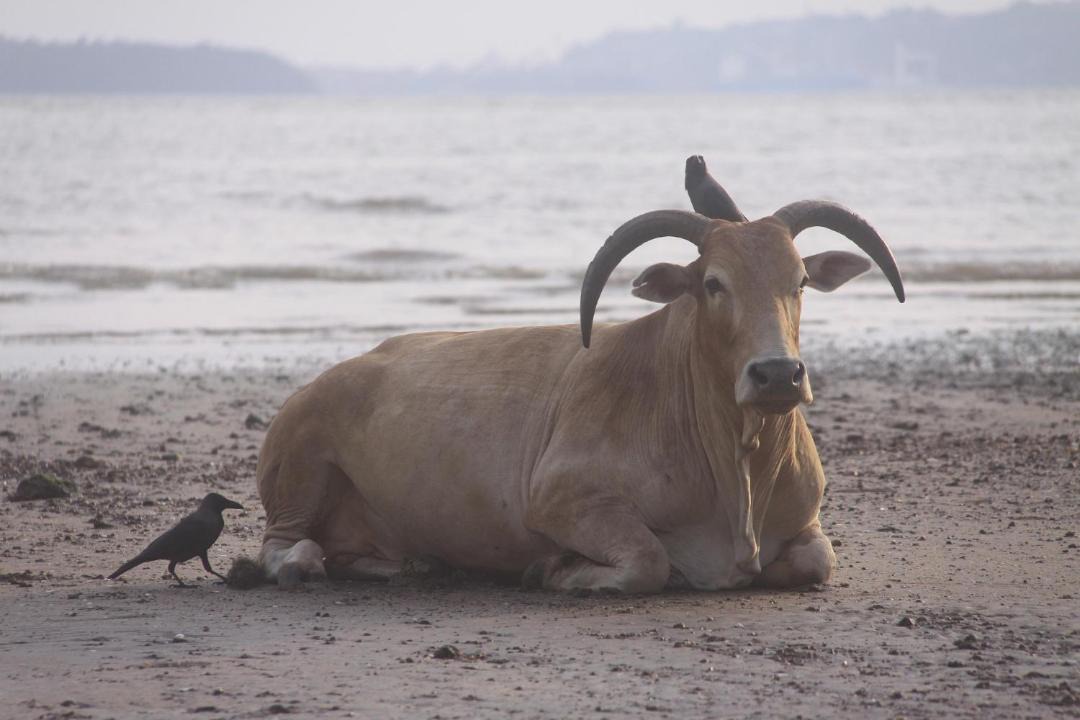 Photo of Others in Anjuna