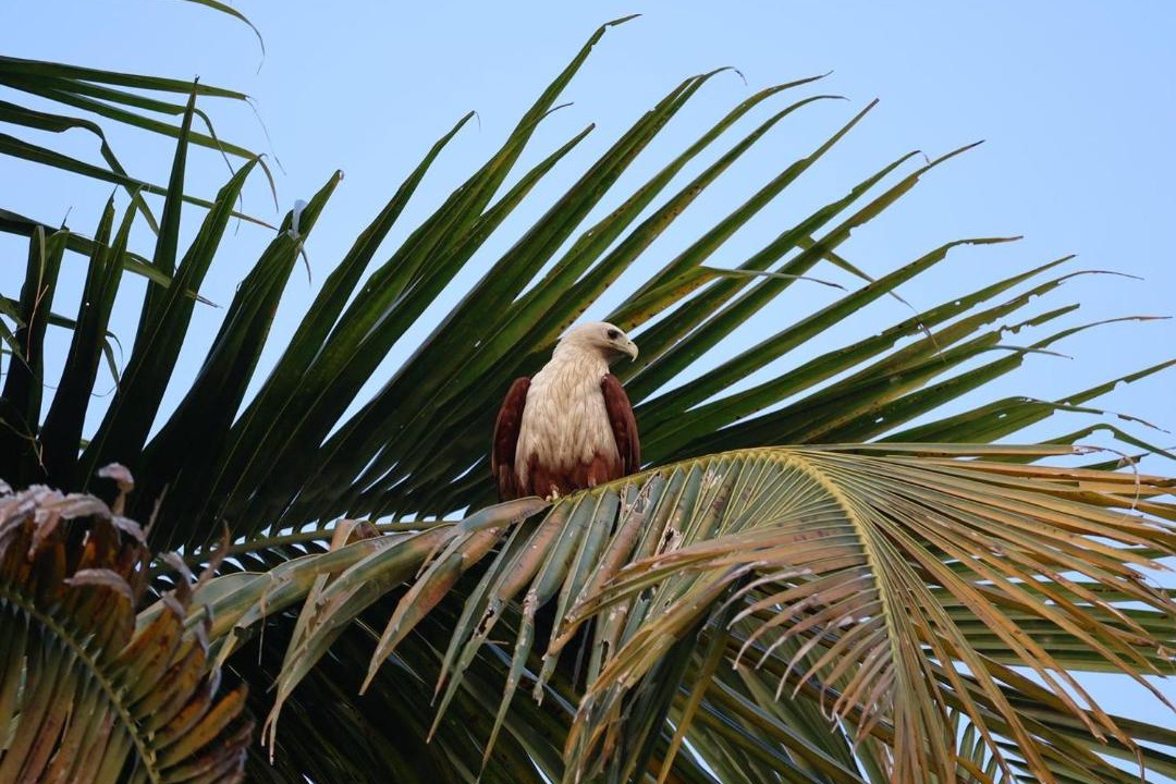 Photo of Others in Munroe Island
