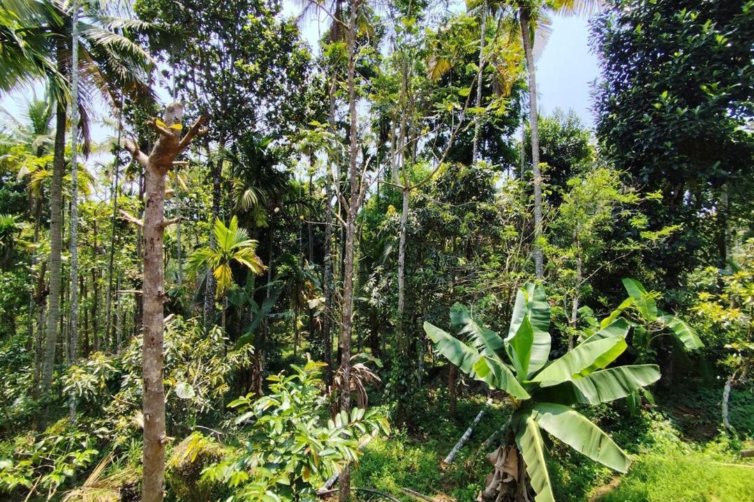 Photo of Others in Sulthan Bathery