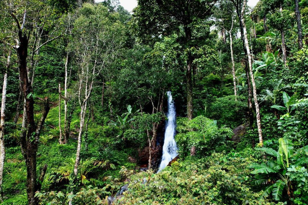 Photo of Others in Sakleshpur