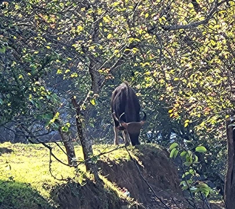 Photo of Others in Kodaikanal