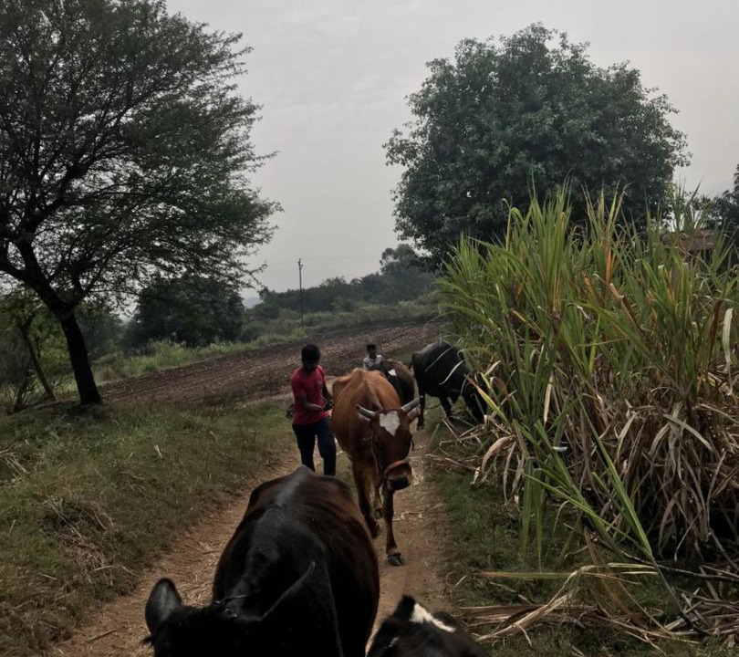 Photo of Others in Satara
