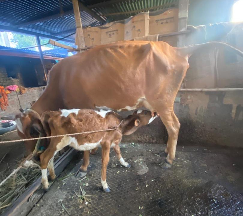 Photo of Others in Satara
