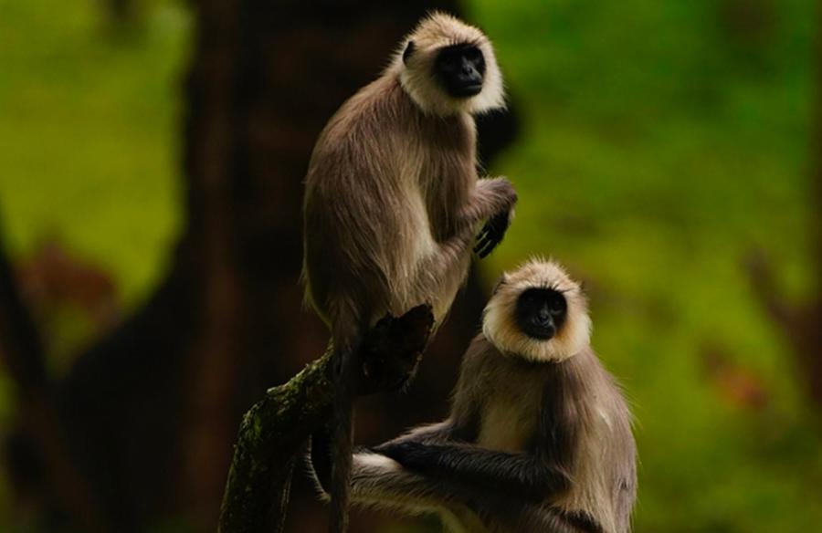 Photo of Others in Kattikkulam