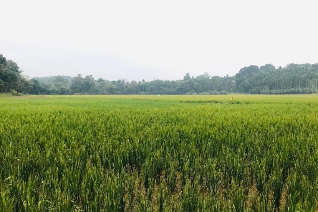 Photo of Others in Mananthavady