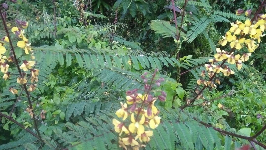 Photo of Outdoor in Meenangadi