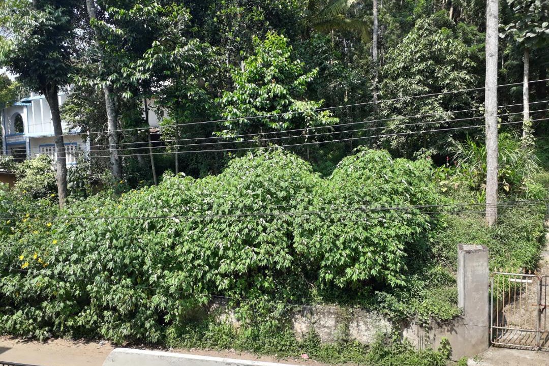 Photo of Others in Kumily
