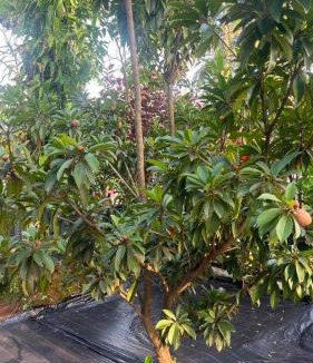 Meenangadi House | Hestia Wayanad Homestay