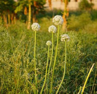 Khuldabad House | Verulai Hotel near Ellora Caves