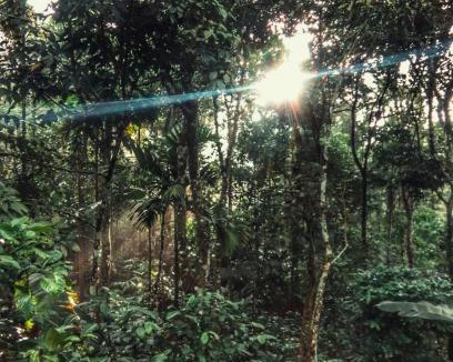 Thekkady Hotel | Periyar Green Bed & Breakfast